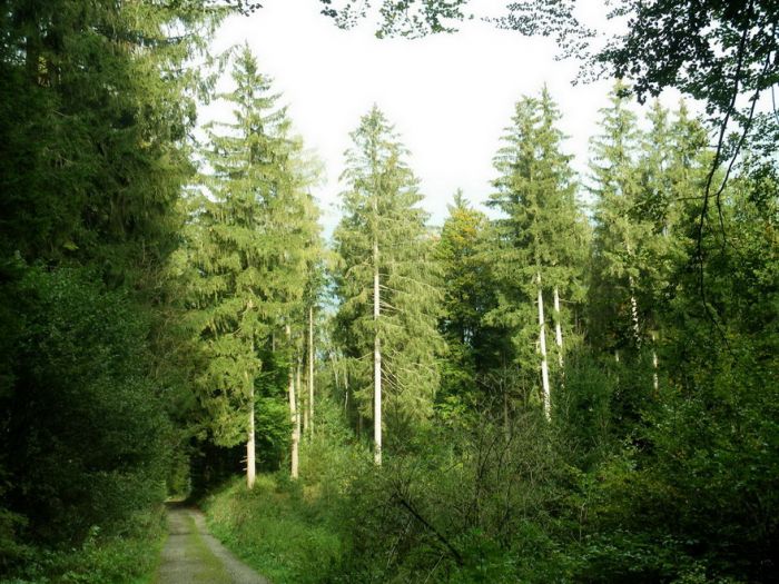Weg im Wald