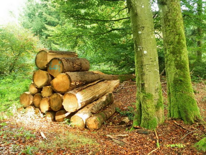 Baumstämme