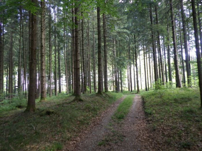Waldweg