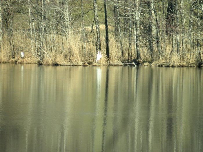 Teich im März