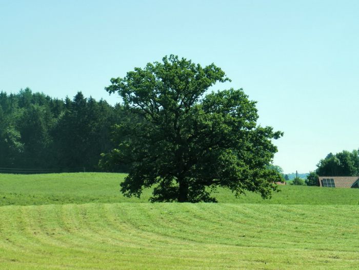 Baum