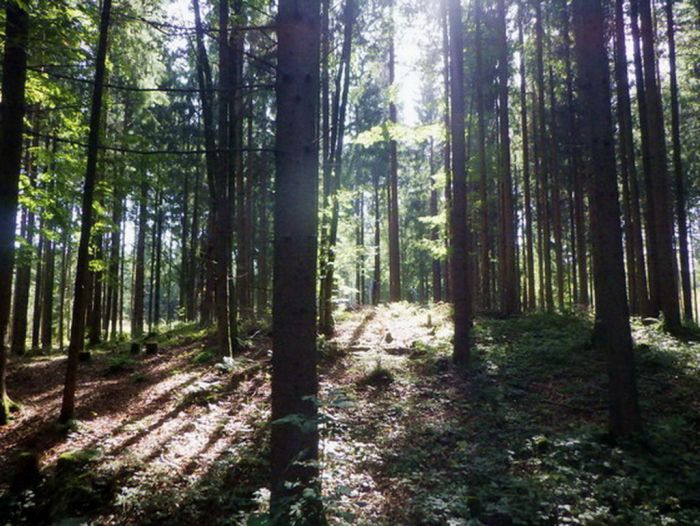 Wald