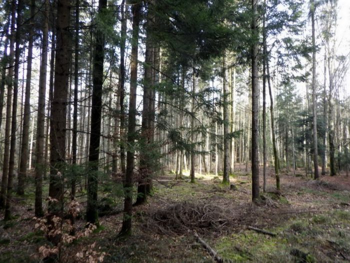 Im Wald