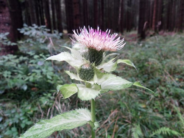 Distel Ende September