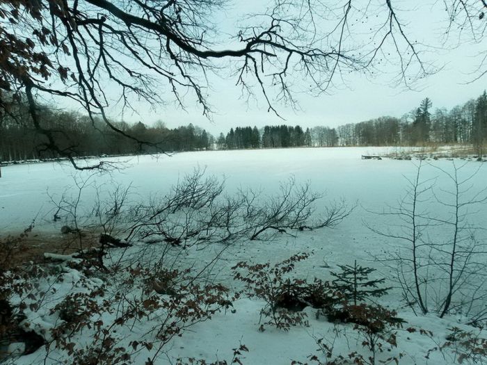 Teich im Winter