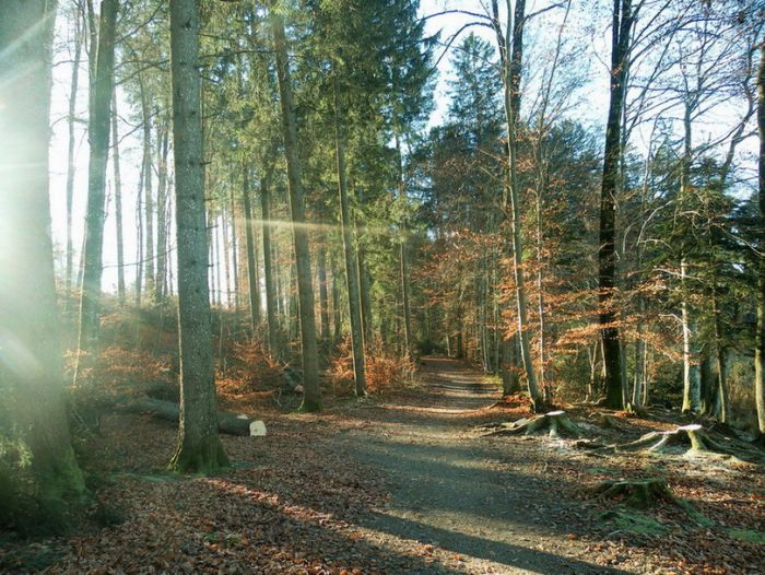 Weg im Wald
