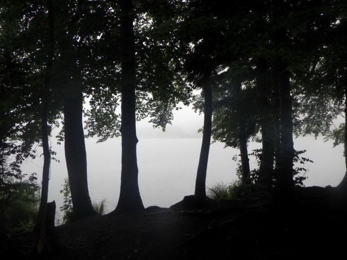 Weiher im Nebel