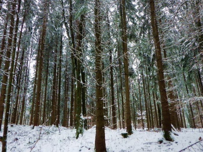 Winterwald 08.12.2020