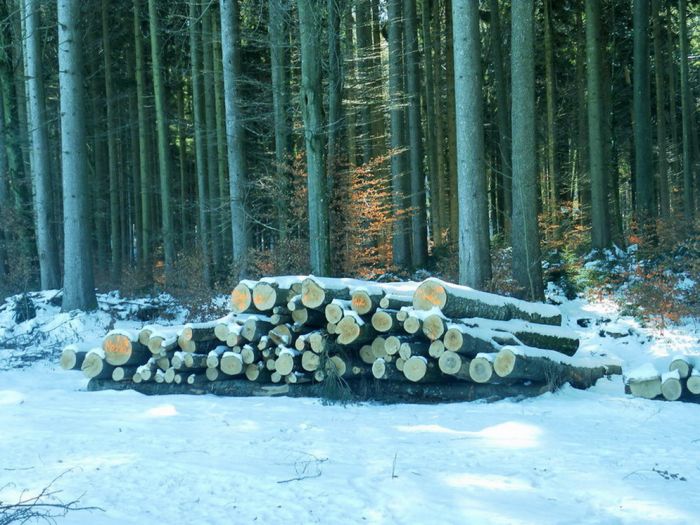 Baumstämme im Winter