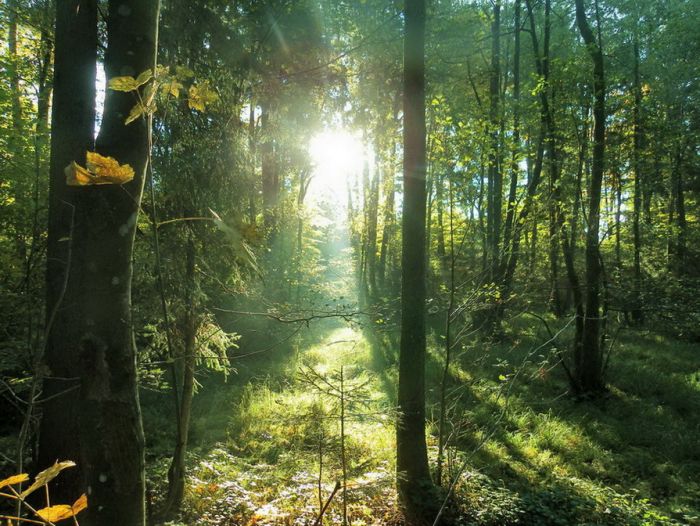 Wald im Morgenlicht