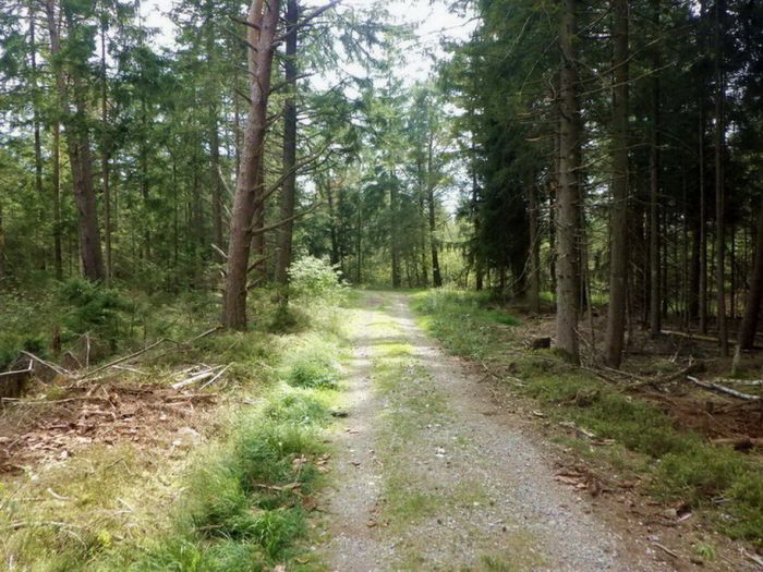 Weg im Wald
