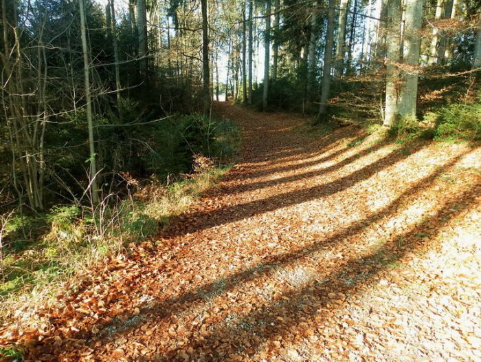 Waldweg