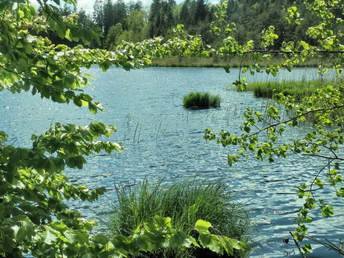 Teich  im Maiengrün