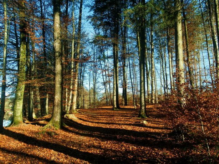 Wald im November