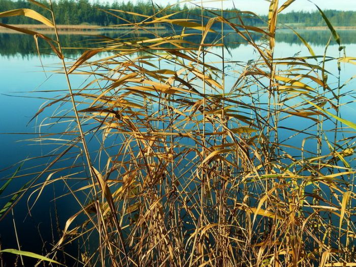 Uferbewuchs im Licht