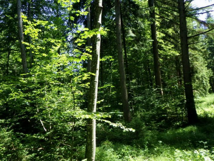 Wald