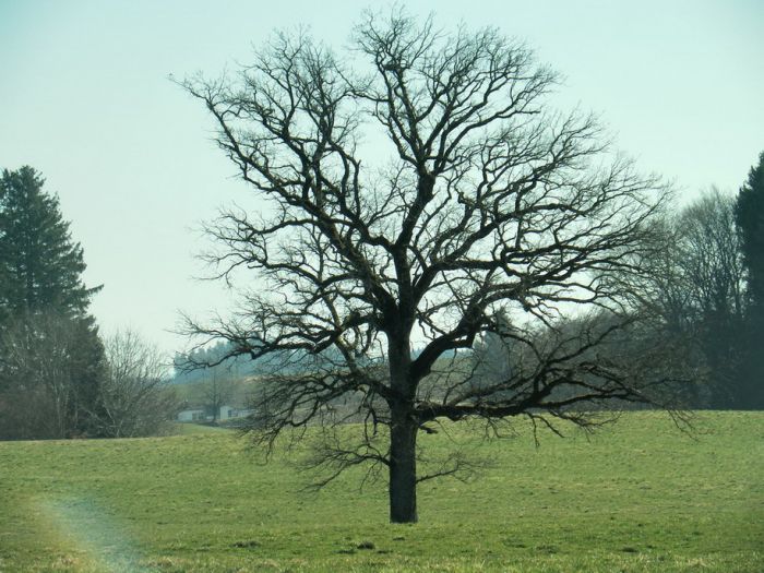 Baum im März