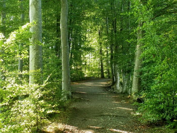 Weg im Wald