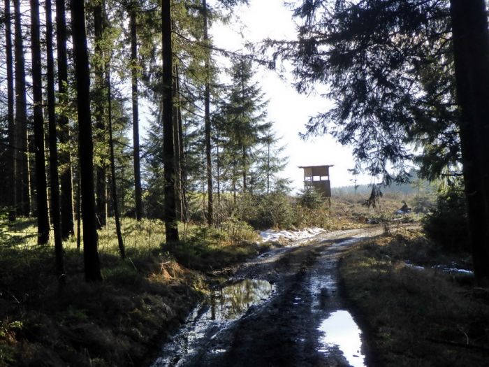 Waldstück mit Hochstand