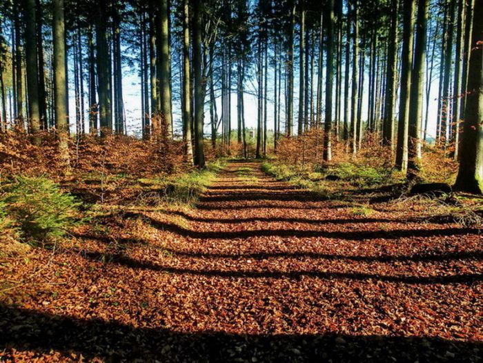 Laubteppich im November