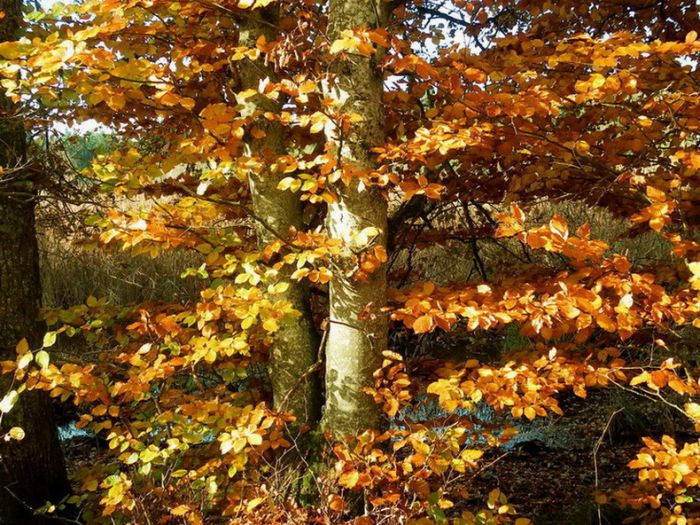 Laubfärbung im November