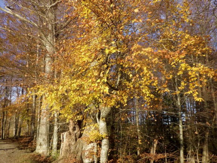 goldener Herbst