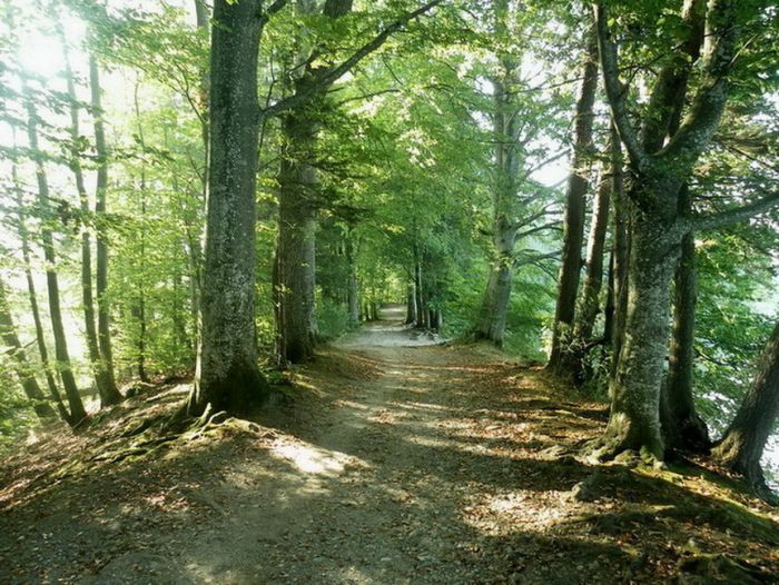Waldweg