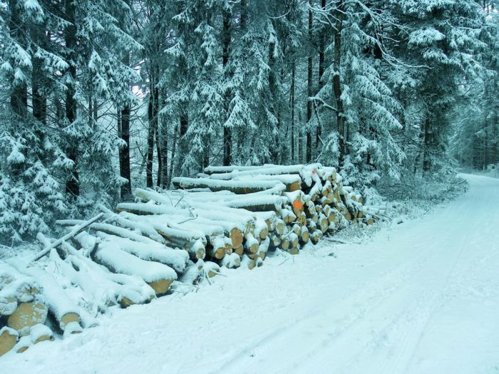 Baumstämme im Winter