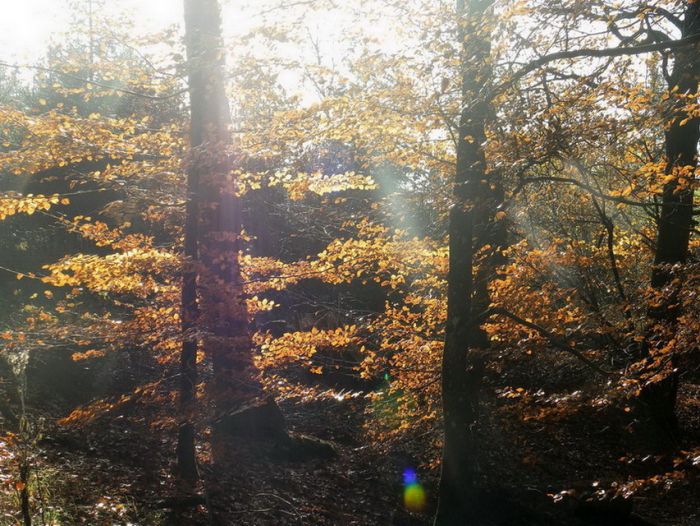 Laubfärbung im November
