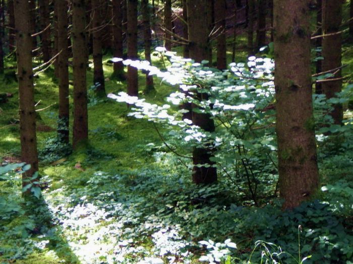Wald
