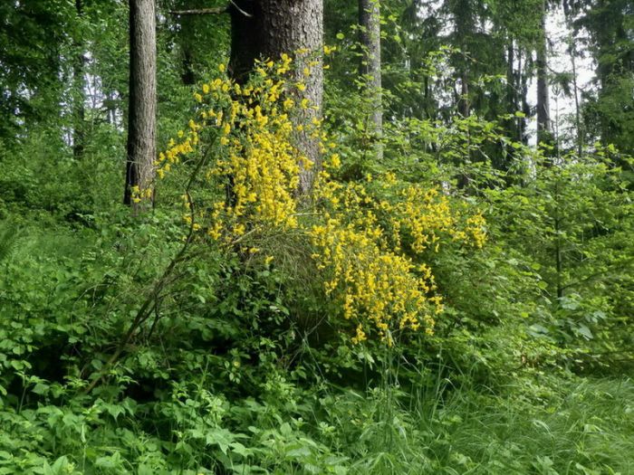 Strauchblüten