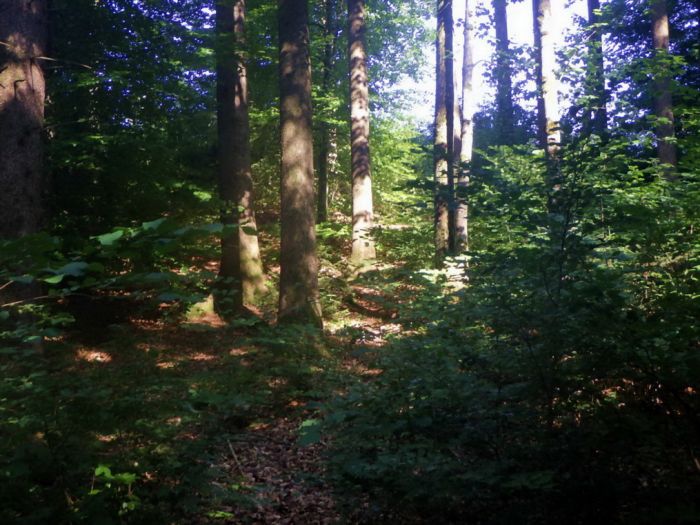 Wald im Juli