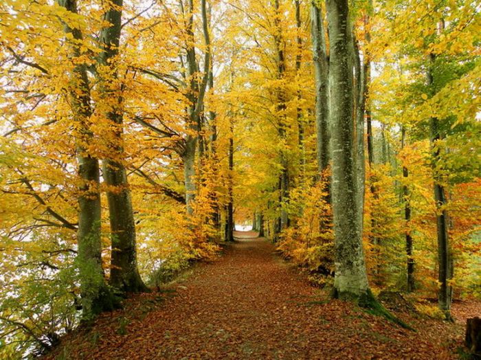 Goldener Herbst 2020