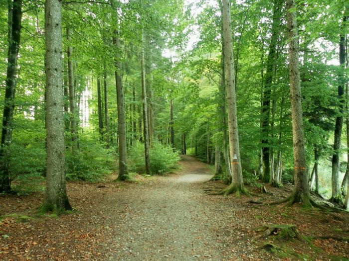 Waldweg