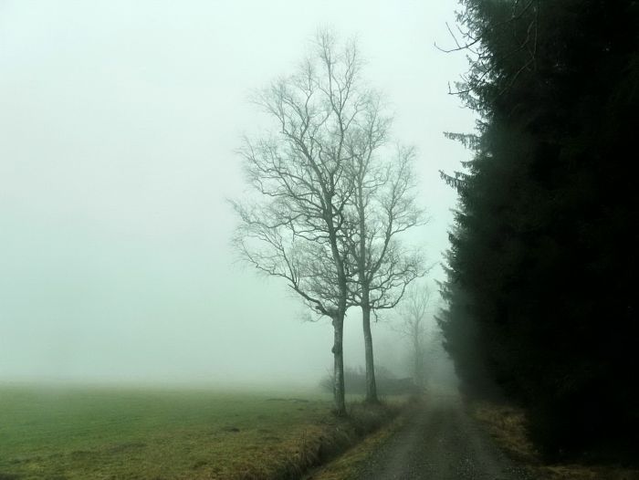 Lichtung im Nebel
