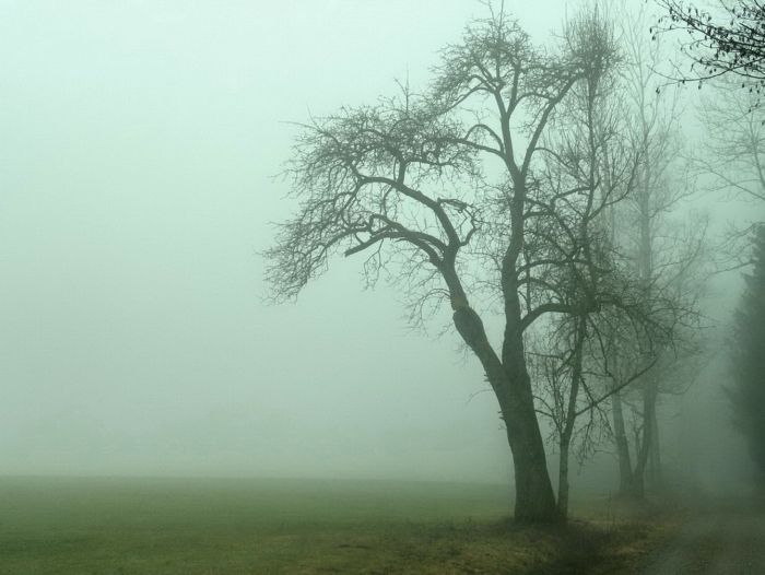 Lichtung im Nebel