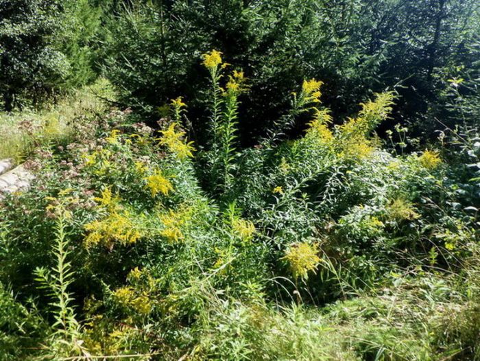 Goldrute im September