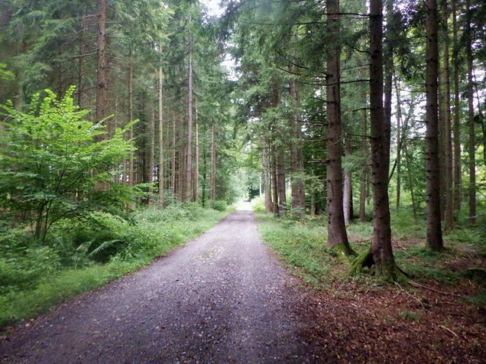 Weg im Wald