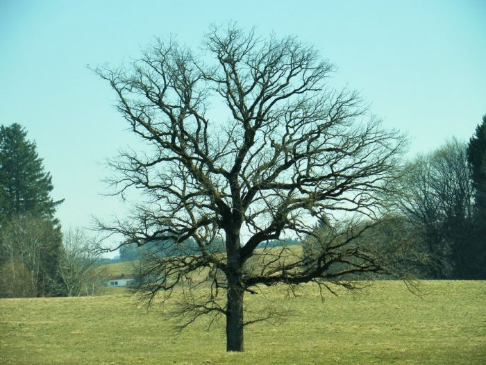 Baum im März