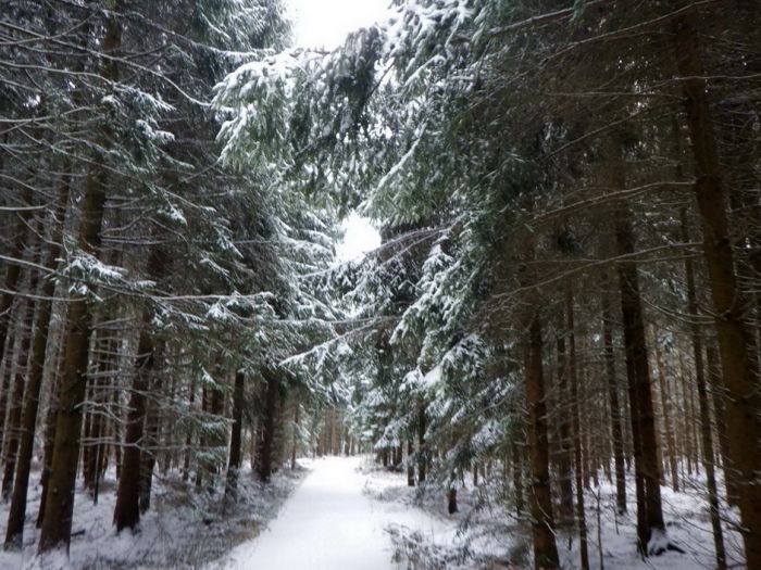 Weg im Wald