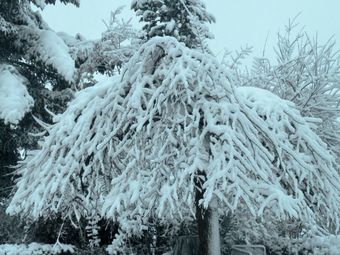 Schirmulme im Winter