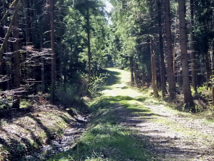 Waldweg