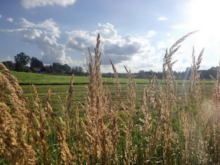 Gräser am Wegesrand