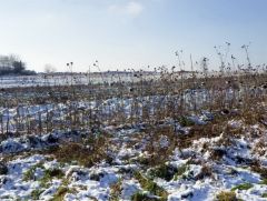 Blumen im Winter Blumen im Winter
