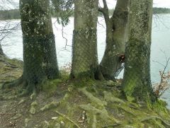 Maschendraht Maschendraht