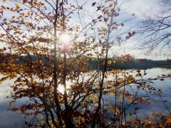 Herbst am Weiher Herbst am Weiher