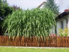 hohes Schilf hohes Schilf