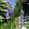 Iris im Garten