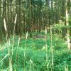 Wald im Juli
