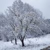 Apfelbaum im Winter